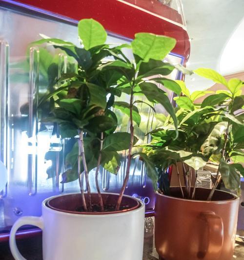 蟹爪兰爆盆的秘密绿植花卉蟹爪兰DOU+小助手，如何操作？