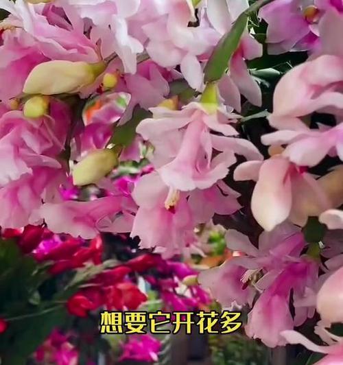 蟹爪兰爆盆的秘密绿植花卉蟹爪兰DOU+小助手，如何操作？