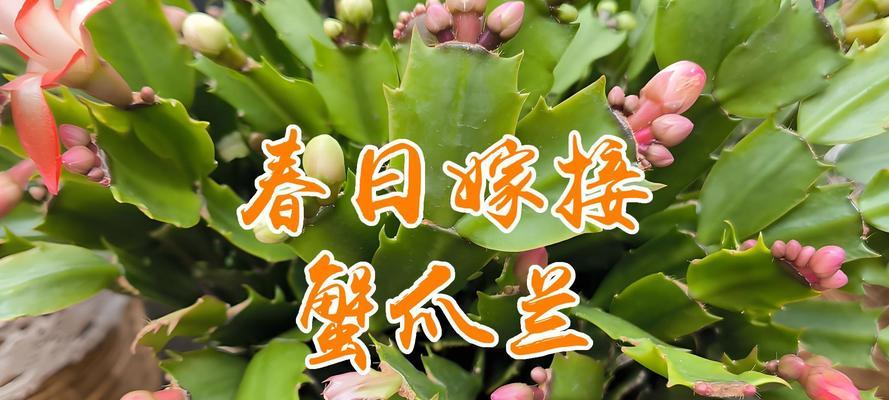 蟹爪兰爆盆的秘密绿植花卉蟹爪兰DOU+小助手，如何操作？