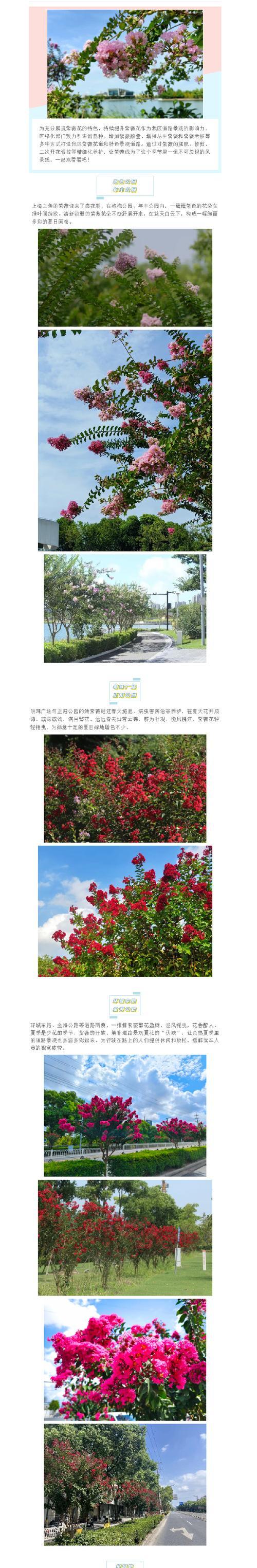 紫薇花的养护方法和注意事项，有哪些要点？