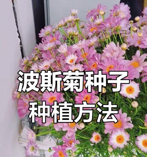 波斯菊的种子需要埋在土里吗怎么种，具体步骤是什么？