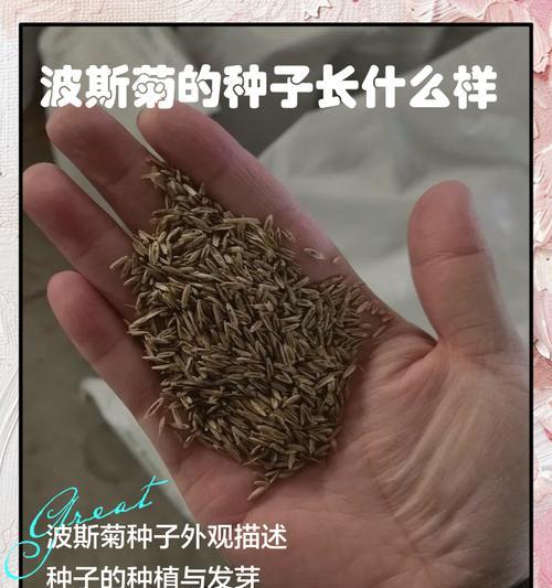 波斯菊的种子需要埋在土里吗怎么种，具体步骤是什么？