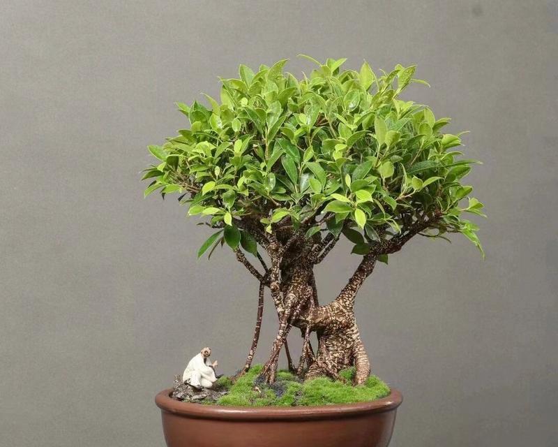 榕树盆栽盆景，如何养护才能更美观？