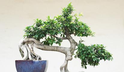 榕树盆栽盆景，如何养护才能更美观？