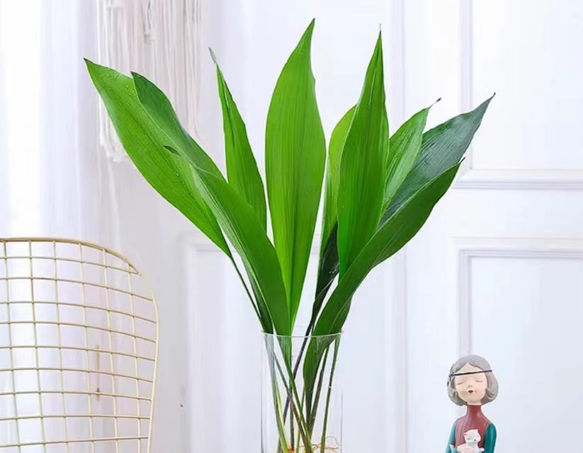 一叶兰的养护秘籍，有哪些要点？