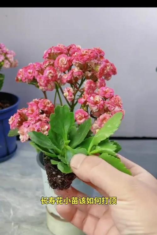 天竺葵怎么养？养殖方法和注意事项是什么？