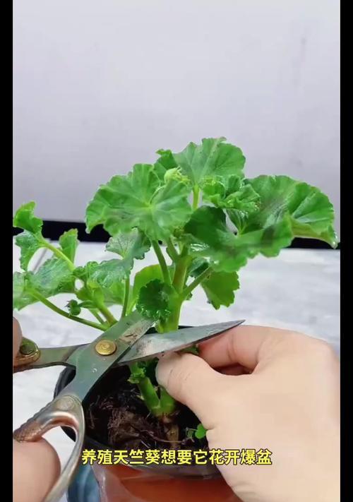 天竺葵怎么养？养殖方法和注意事项是什么？