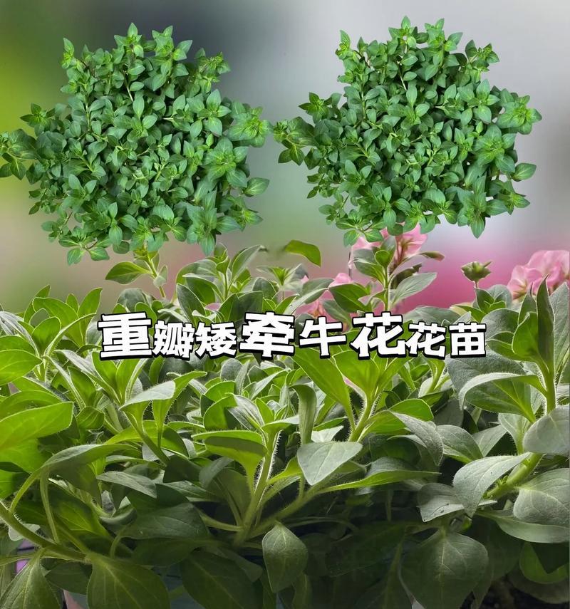如何养盆栽矮牵牛？避免病虫害的秘诀是什么？