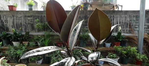 夏季如何养橡皮树？这个夏天橡皮树怎么保持活力？