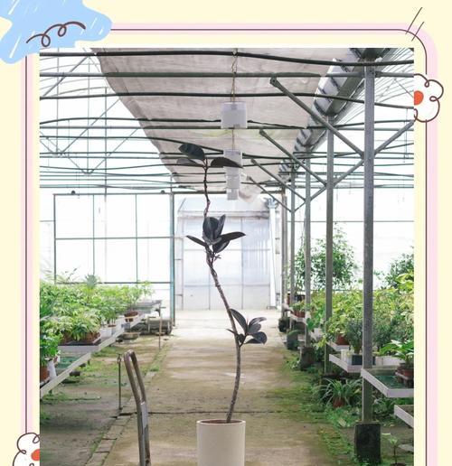 夏季如何养橡皮树？这个夏天橡皮树怎么保持活力？