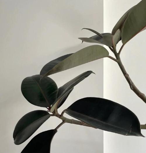 夏季如何养橡皮树？这个夏天橡皮树怎么保持活力？