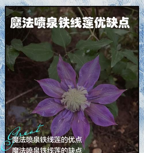 水面妖精铁线莲怎么养？养护指南是什么？