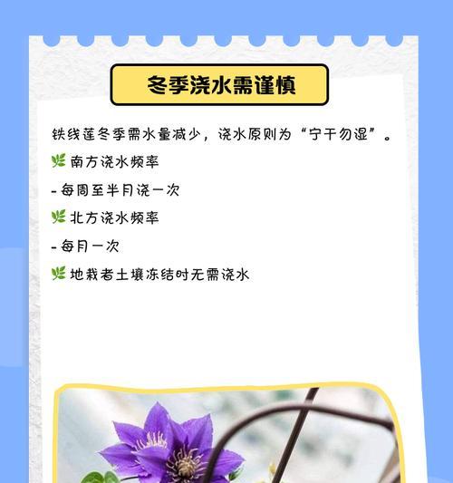 水面妖精铁线莲怎么养？养护指南是什么？