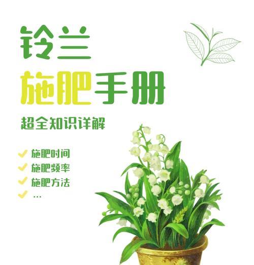 铃兰的花期和养护方法是什么？