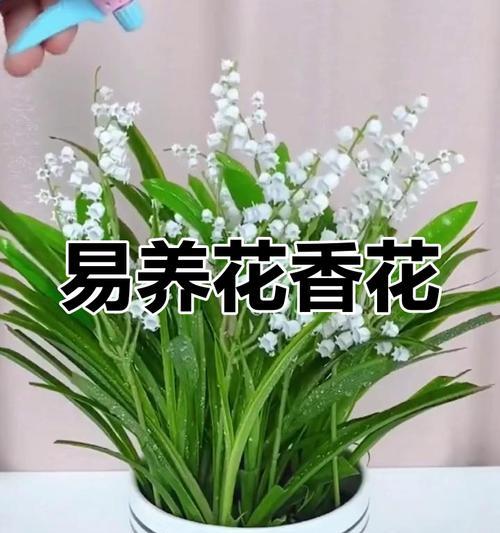 铃兰的花期和养护方法是什么？