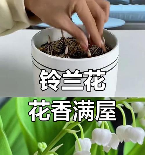 铃兰的花期和养护方法是什么？
