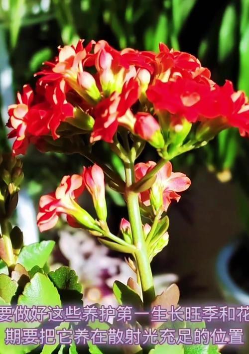 哪些花的花期较长？如何养护？