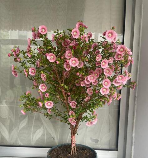 哪些花的花期较长？如何养护？
