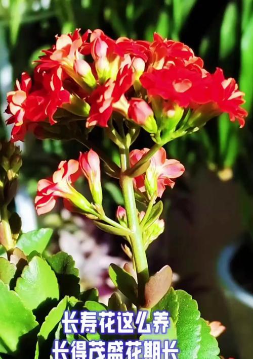 哪些花的花期较长？如何养护？