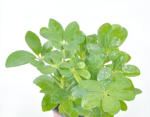 鹅掌柴盆景怎么养？养护要点是什么？