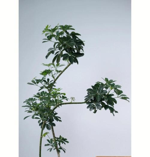 鹅掌柴盆景怎么养？养护要点是什么？