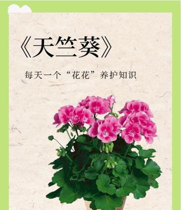 天竺葵种植方法和养护要点是什么？