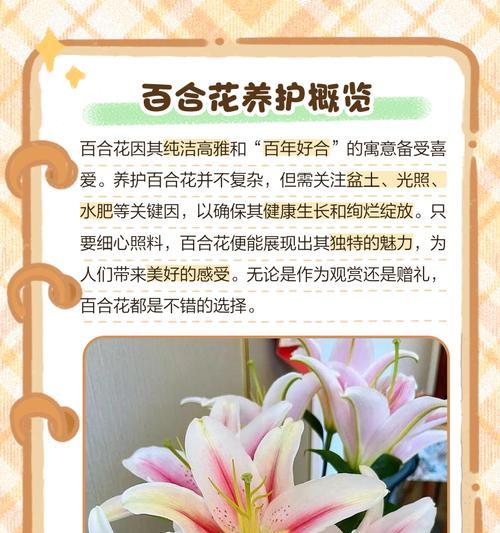 百合花怎么养？养护方法和注意事项是什么？