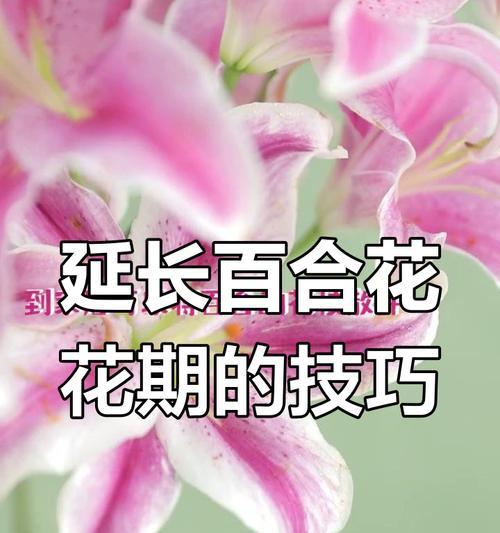 百合花怎么养？养护方法和注意事项是什么？