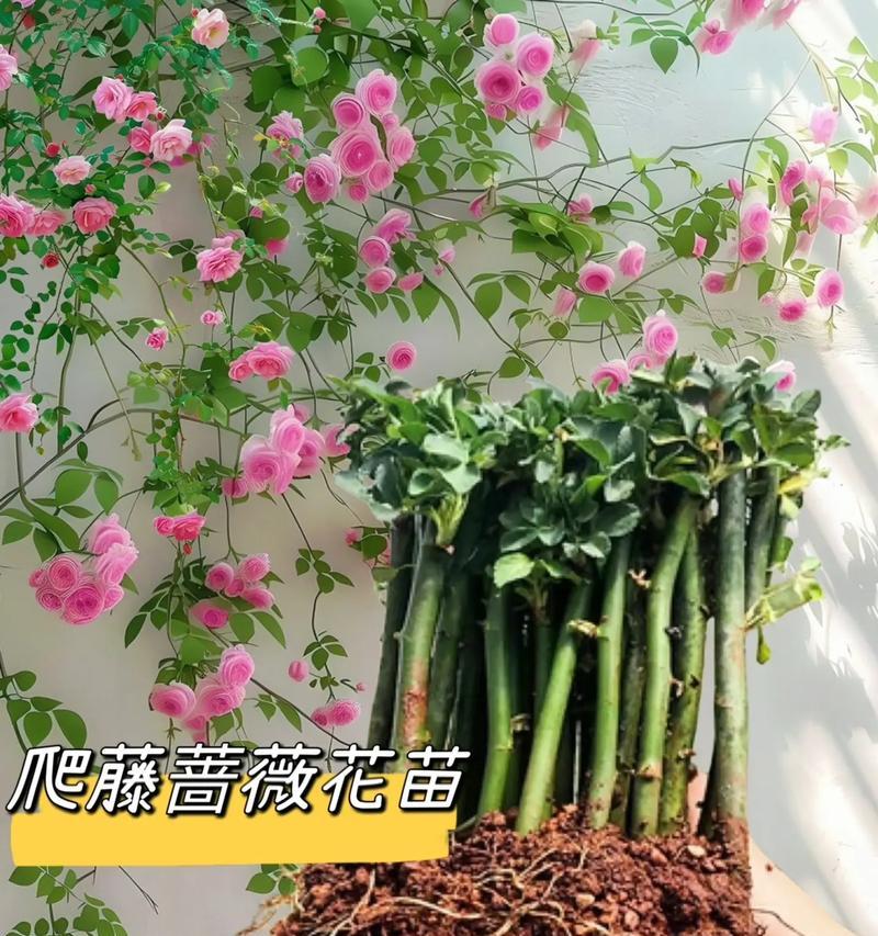 蔷薇花的魅力在哪里？从种植到文化如何解读？