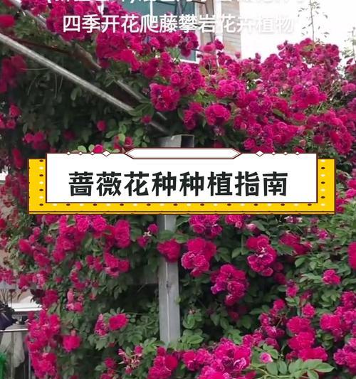 蔷薇花的魅力在哪里？从种植到文化如何解读？