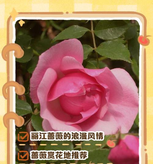 蔷薇花的魅力在哪里？从种植到文化如何解读？