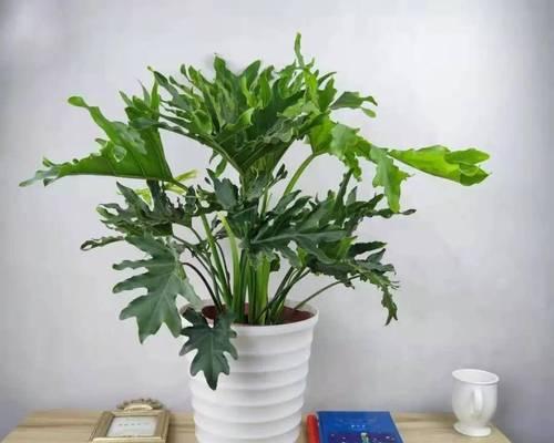 室内观叶植物怎么养？详解及养护建议是什么？