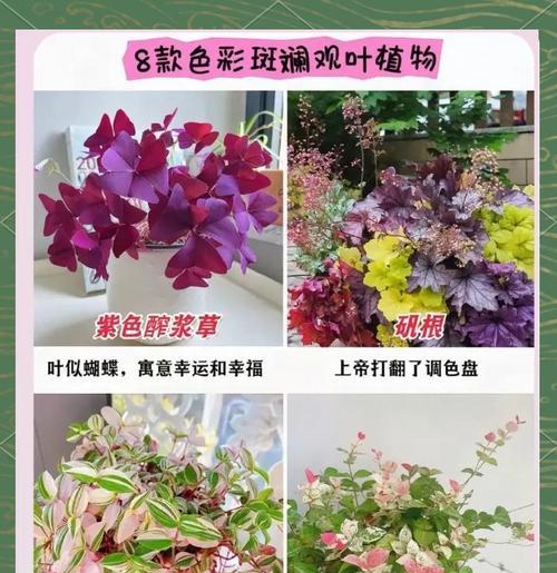 室内观叶植物怎么养？详解及养护建议是什么？