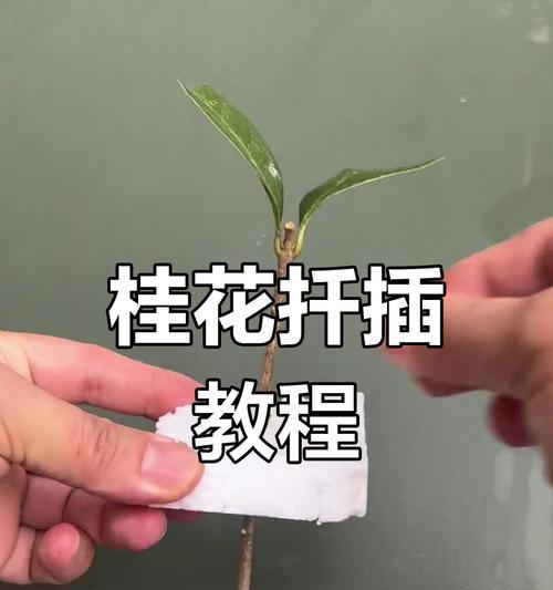 如何1周内扦插出大白根的常青藤？秘籍是什么？
