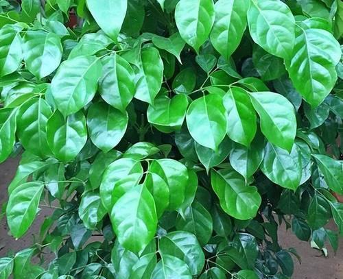 光照不足时哪些植物可以生长茂盛？如何提升居家绿意？