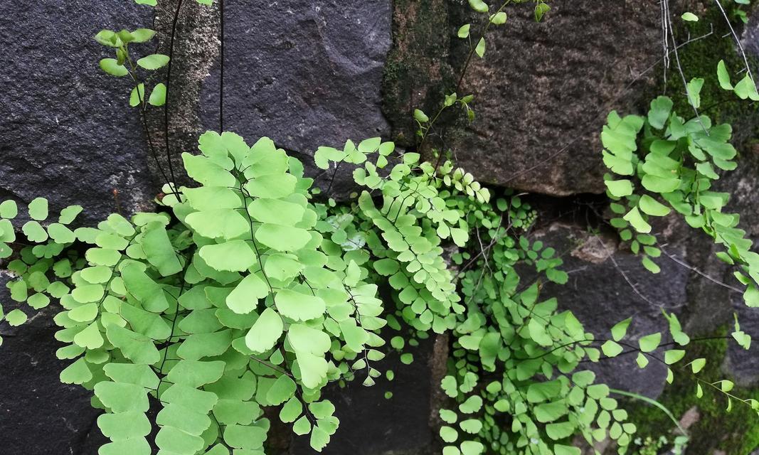 光照不足时哪些植物可以生长茂盛？如何提升居家绿意？