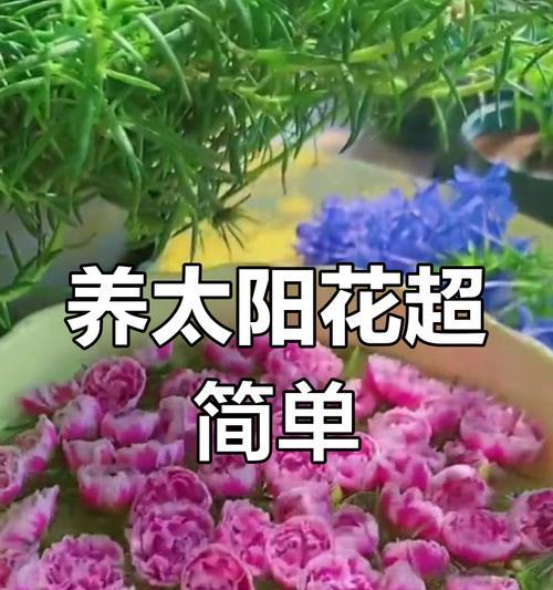 太阳花如何7天爆盆？打顶扦插技巧是什么？