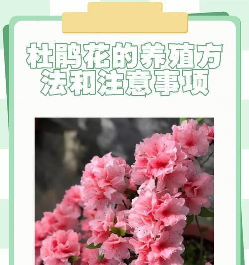 杜鹃花期通常在几月开始？持续多久？