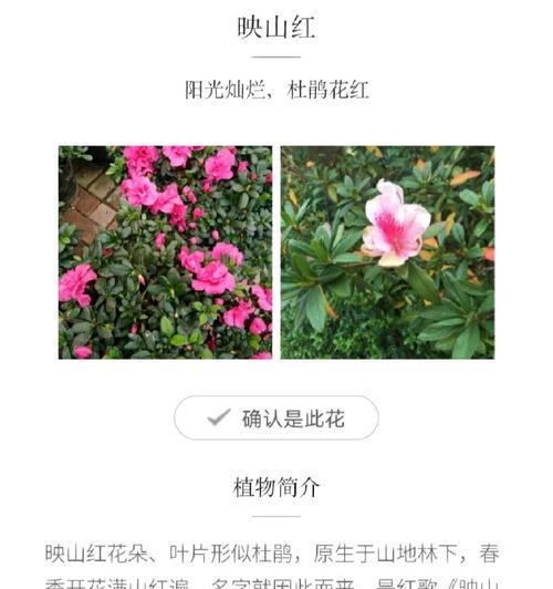 杜鹃花期通常在几月开始？持续多久？