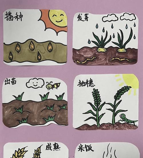 中稻浸种催芽有哪些关键步骤？