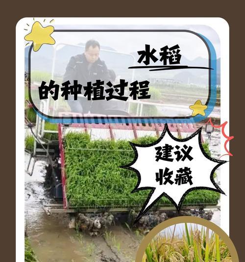 中稻浸种催芽有哪些关键步骤？