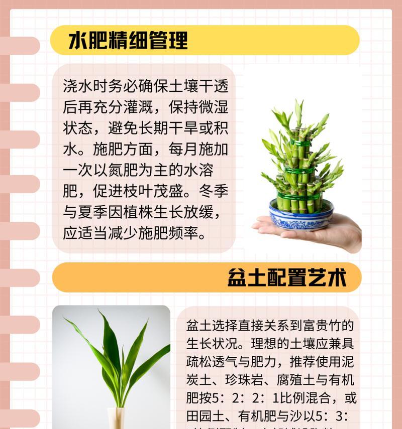 如何正确养殖转运竹？需要注意什么？