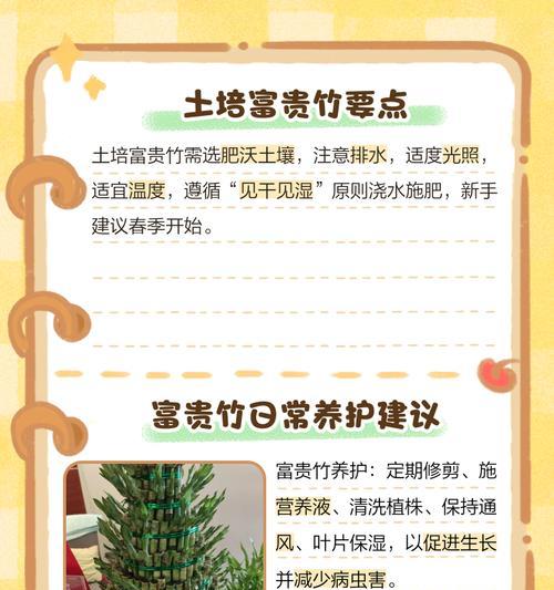 如何正确养殖转运竹？需要注意什么？