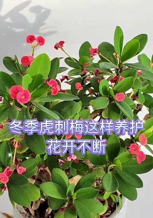 虎刺梅养护有哪些禁忌？小孩在场时应注意什么？
