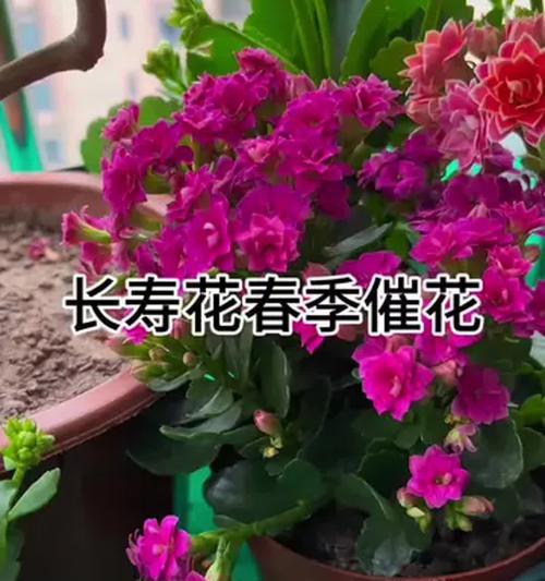 如何让长寿花持续绽放？有哪些养护技巧？