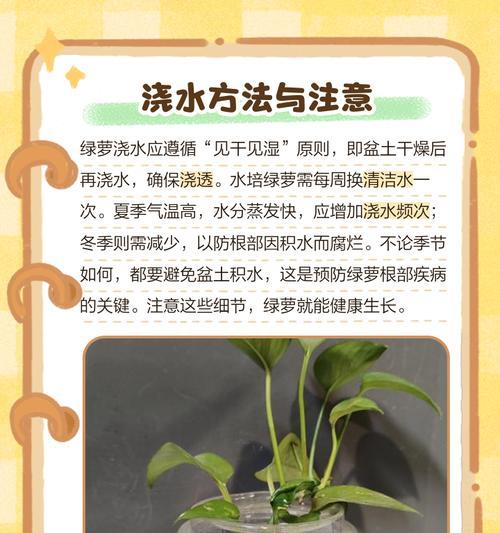 绿萝如何养得又密又绿？3点秘籍是什么？