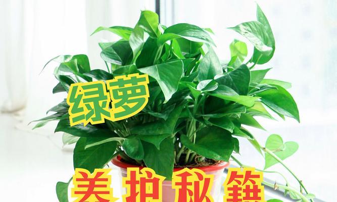 绿萝如何养得又密又绿？3点秘籍是什么？