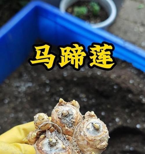 马蹄莲种球种植需要注意哪些要点？
