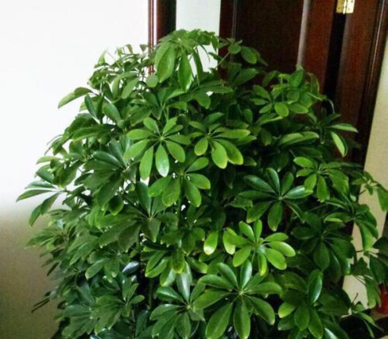 鸭脚木施肥有什么讲究？