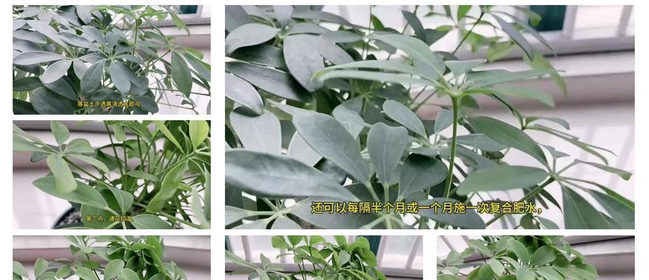 鸭脚木施肥有什么讲究？